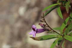 Asystasia travancorica